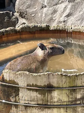 伊豆シャボテン動物公園に投稿された画像（2026/3/27）