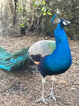 伊豆シャボテン動物公園に投稿された画像（2026/3/27）