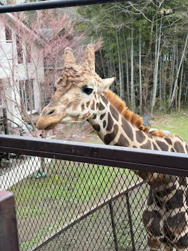 ANIMAL WONDER REZOURT 市原ぞうの国・サユリワールドに投稿された画像（2026/3/27）