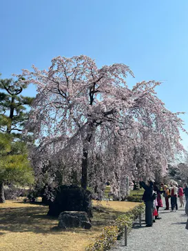 元離宮二条城に投稿された画像（2026/3/27）