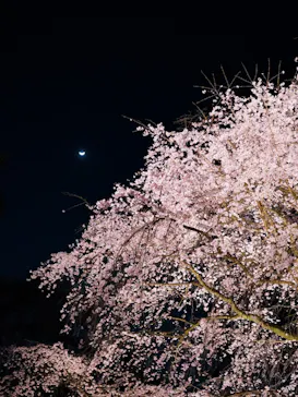 六義園に投稿された画像（2026/3/27）