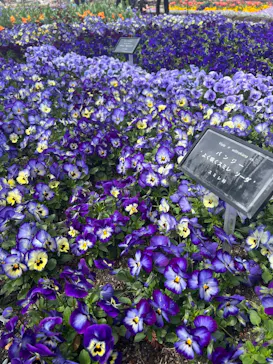 安城産業文化公園デンパークに投稿された画像（2026/3/27）