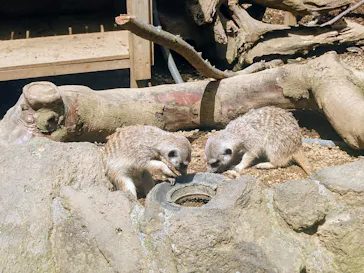 伊豆シャボテン動物公園に投稿された画像（2026/3/27）