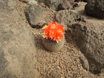 伊豆シャボテン動物公園に投稿された画像（2026/3/27）