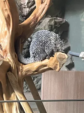 カワスイ 川崎⽔族館に投稿された画像（2026/3/27）