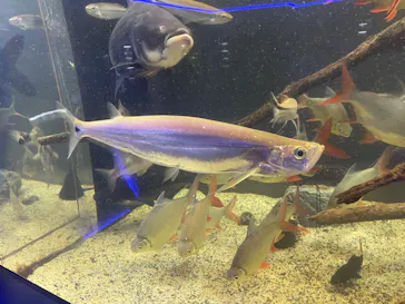 カワスイ 川崎⽔族館に投稿された画像（2026/3/27）