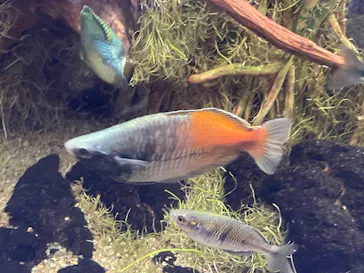 カワスイ 川崎⽔族館に投稿された画像（2026/3/27）