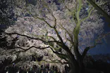 六義園に投稿された画像（2026/3/27）
