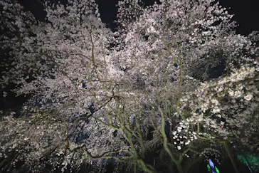 六義園に投稿された画像（2026/3/27）