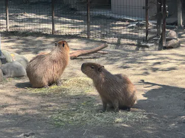 名古屋市東山動植物園に投稿された画像（2026/3/27）