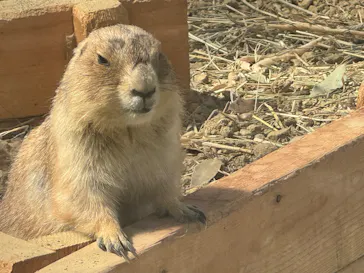 名古屋市東山動植物園に投稿された画像（2026/3/27）