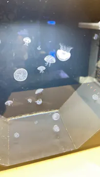 マクセル アクアパーク品川に投稿された画像（2026/3/27）