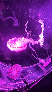 マクセル アクアパーク品川に投稿された画像（2026/3/27）