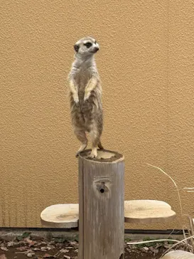 こども動物自然公園（埼玉県公園緑地協会）に投稿された画像（2026/3/27）