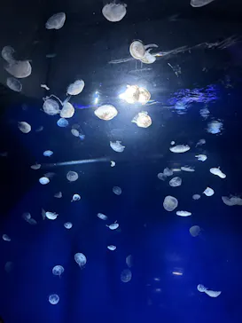 サンシャイン水族館に投稿された画像（2026/3/27）