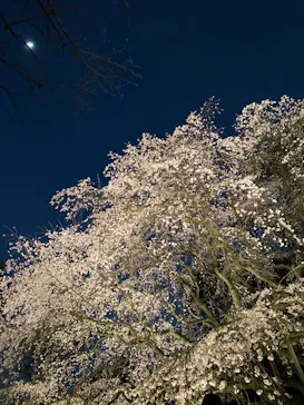 六義園に投稿された画像（2026/3/27）