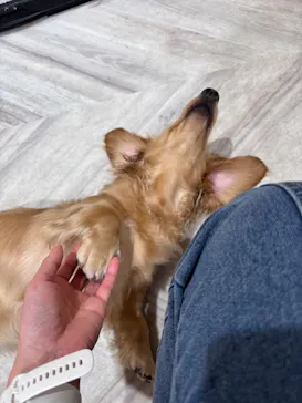 いぬカフェRio 池袋店に投稿された画像（2026/3/27）