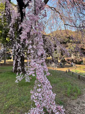 東京国立博物館に投稿された画像（2026/3/27）