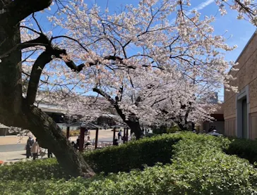 名古屋市東山動植物園に投稿された画像（2026/3/27）