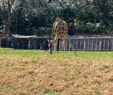 名古屋市東山動植物園に投稿された画像（2026/3/27）