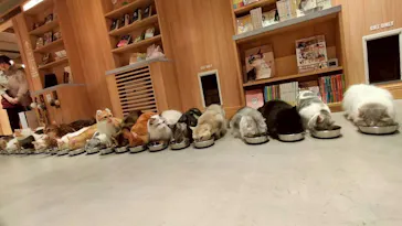 猫カフェモカ 梅田店に投稿された画像（2026/3/27）