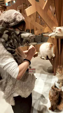 猫カフェモカ 梅田店に投稿された画像（2026/3/27）