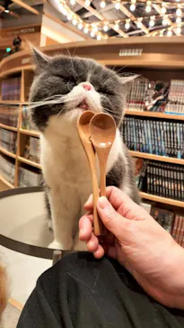 猫カフェモカ 梅田店に投稿された画像（2026/3/27）