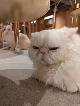 猫カフェモカ 梅田店に投稿された画像（2026/3/27）