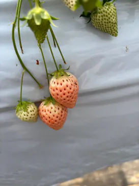 大竹いちご園に投稿された画像（2026/3/27）