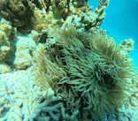 宮古島 ADVENTURE PiPi（ミヤコジマ アドベンチャー ピピ）に投稿された画像（2026/3/27）