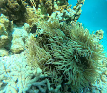 宮古島 ADVENTURE PiPi（ミヤコジマ アドベンチャー ピピ）に投稿された画像（2026/3/27）