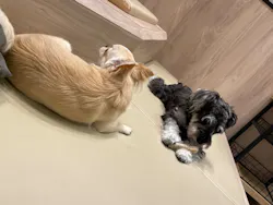 いぬカフェRio 富士見店に投稿された画像（2026/3/27）