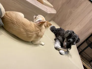 いぬカフェRio 富士見店に投稿された画像（2026/3/27）