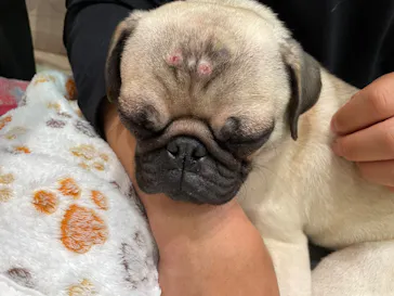 いぬカフェRio 富士見店に投稿された画像（2026/3/27）