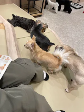 いぬカフェRio 富士見店に投稿された画像（2026/3/27）