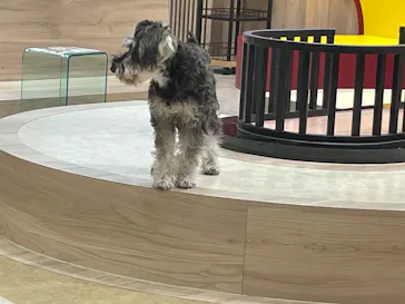 いぬカフェRio 富士見店に投稿された画像（2026/3/27）