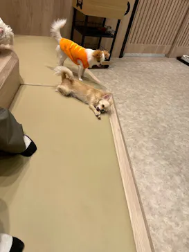 いぬカフェRio 富士見店に投稿された画像（2026/3/27）