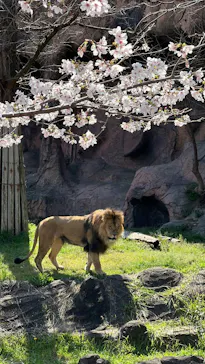 名古屋市東山動植物園に投稿された画像（2026/3/27）