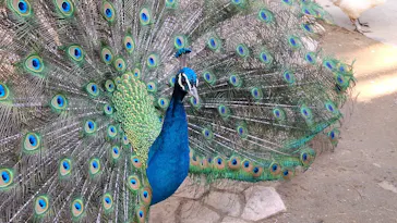 ANIMAL WONDER REZOURT 市原ぞうの国・サユリワールドに投稿された画像（2026/3/27）