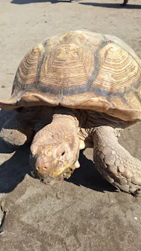 ANIMAL WONDER REZOURT 市原ぞうの国・サユリワールドに投稿された画像（2026/3/27）