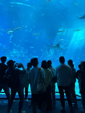 沖縄美ら海水族館に投稿された画像（2026/3/27）