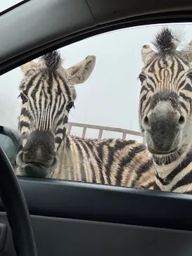 東北サファリパークに投稿された画像（2026/3/27）