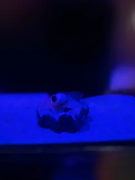 新江ノ島水族館に投稿された画像（2026/3/27）