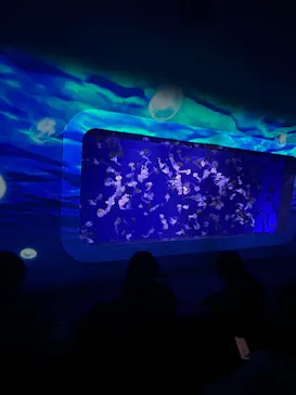 新江ノ島水族館に投稿された画像（2026/3/27）