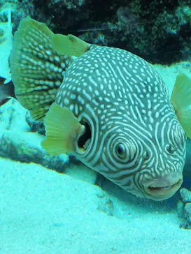 沖縄美ら海水族館に投稿された画像（2026/3/27）