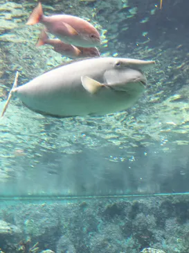 沖縄美ら海水族館に投稿された画像（2026/3/27）