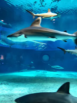 沖縄美ら海水族館に投稿された画像（2026/3/27）