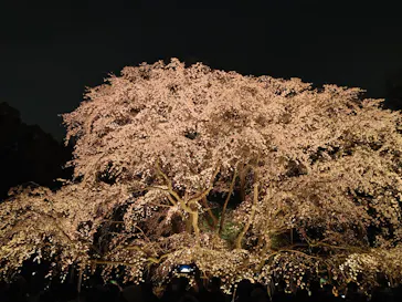 六義園に投稿された画像（2026/3/27）