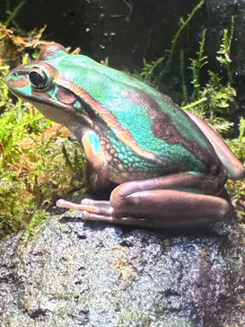 体感型カエル館KawaZooに投稿された画像（2026/3/27）