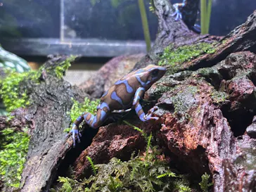 体感型カエル館KawaZooに投稿された画像（2026/3/27）